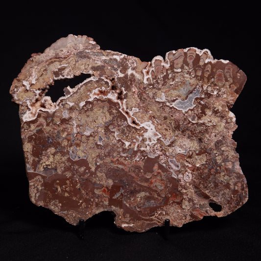 MADIGANITES MAWSONI STROMATOLITE, Cambrian, Australia ZMM028
