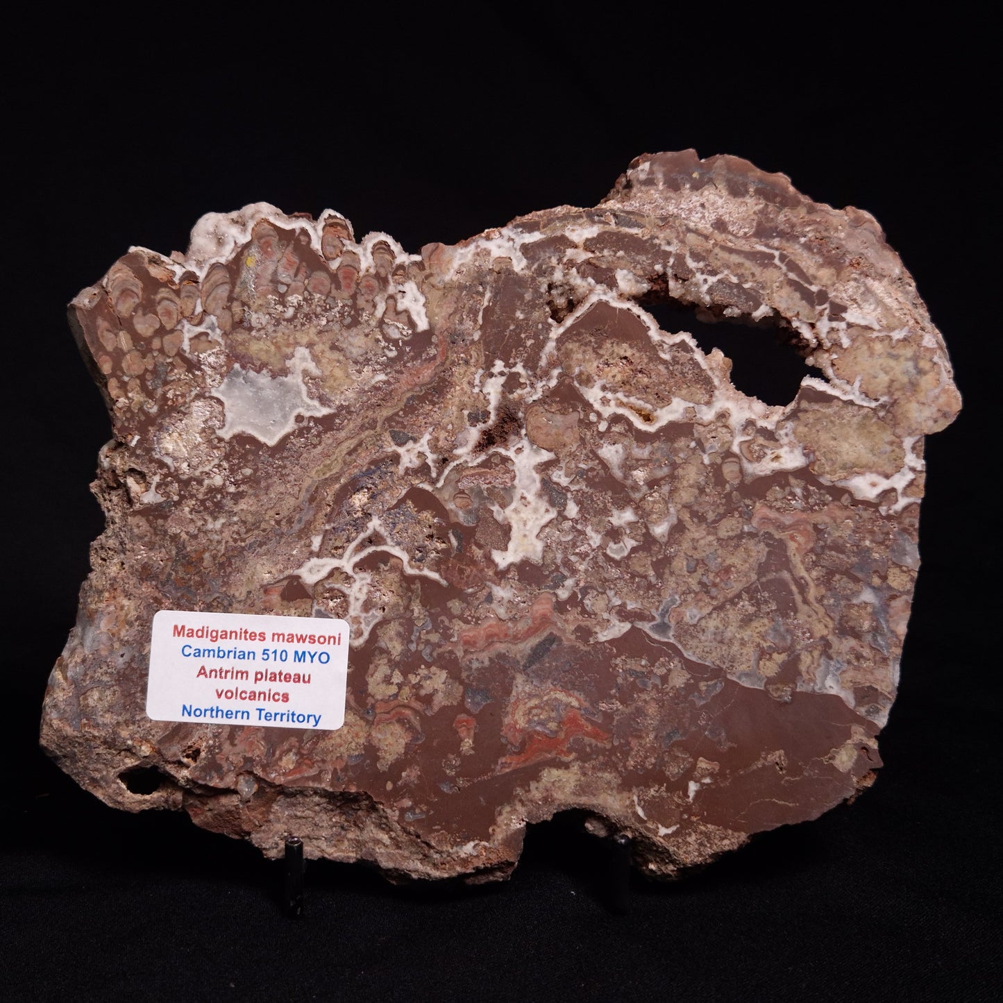 MADIGANITES MAWSONI STROMATOLITE, Cambrian, Australia ZMM028