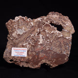 MADIGANITES MAWSONI STROMATOLITE, Cambrian, Australia ZMM028
