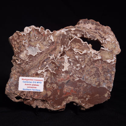 MADIGANITES MAWSONI STROMATOLITE, Cambrian, Australia ZMM028
