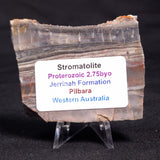 STROMATOLITE, Jerrinah Formation, Proterozoic, Australia ZJF036
