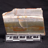 STROMATOLITE, Jerrinah Formation, Proterozoic, Australia ZJF037