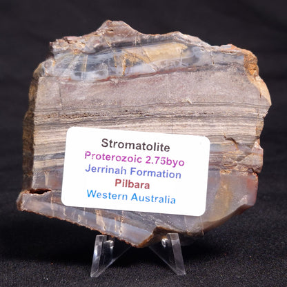 STROMATOLITE, Jerrinah Formation, Proterozoic, Australia ZJF038