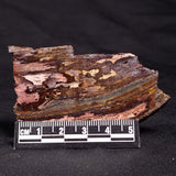 STROMATOLITE, Jerrinah Formation, Proterozoic, Australia ZJF040