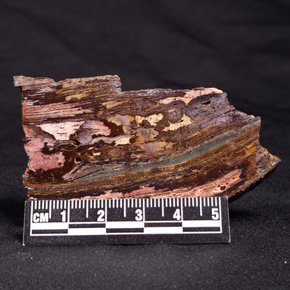 STROMATOLITE, Jerrinah Formation, Proterozoic, Australia ZJF040