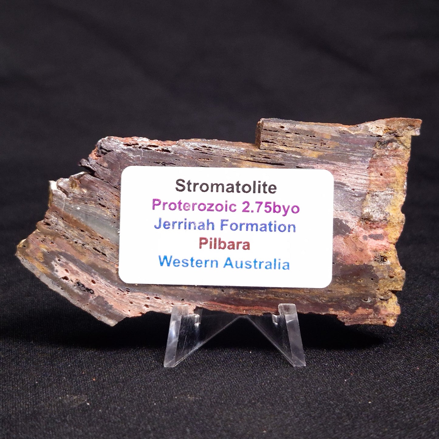 STROMATOLITE, Jerrinah Formation, Proterozoic, Australia ZJF040