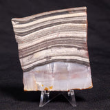 STROMATOLITE, Jerrinah Formation, Proterozoic, Australia ZJF041