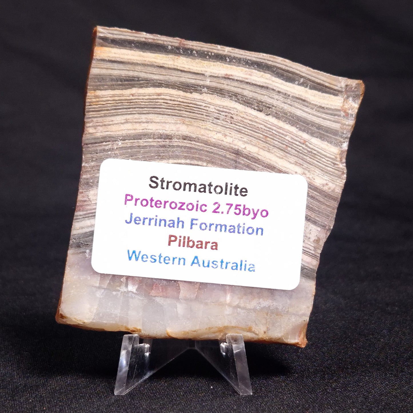 STROMATOLITE, Jerrinah Formation, Proterozoic, Australia ZJF041
