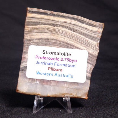 STROMATOLITE, Jerrinah Formation, Proterozoic, Australia ZJF041