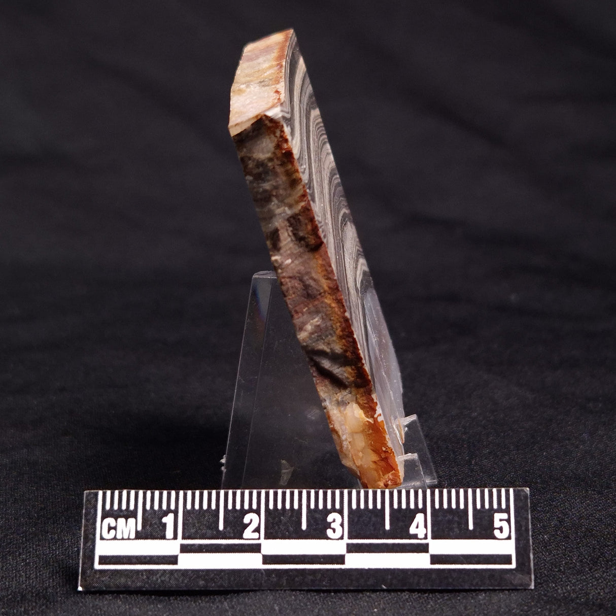 STROMATOLITE, Jerrinah Formation, Proterozoic, Australia ZJF041