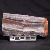 STROMATOLITE, Jerrinah Formation, Proterozoic, Australia ZJF042