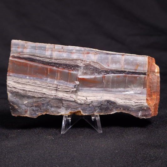 STROMATOLITE, Jerrinah Formation, Proterozoic, Australia ZJF042