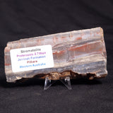 STROMATOLITE, Jerrinah Formation, Proterozoic, Australia ZJF042