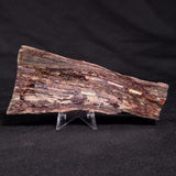 STROMATOLITE, Jerrinah Formation, Proterozoic, Australia ZJF044