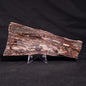 STROMATOLITE, Jerrinah Formation, Proterozoic, Australia ZJF044