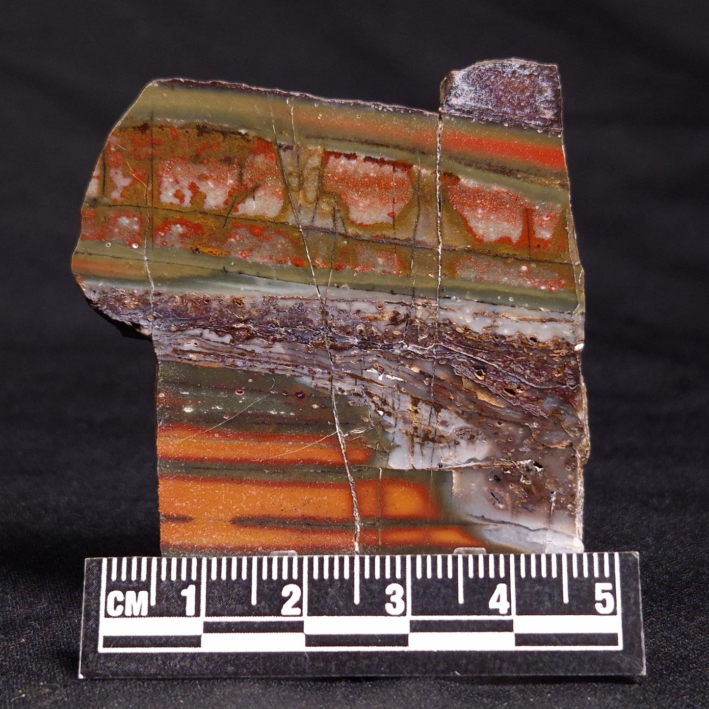 STROMATOLITE, Jerrinah Formation, Proterozoic, Australia ZJF045