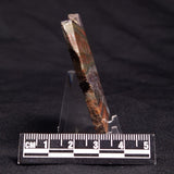 STROMATOLITE, Jerrinah Formation, Proterozoic, Australia ZJF045
