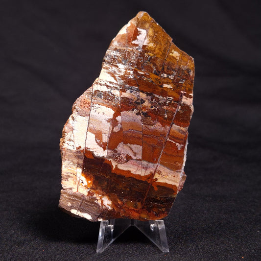 STROMATOLITE, Jerrinah Formation, Proterozoic, Australia ZJF046