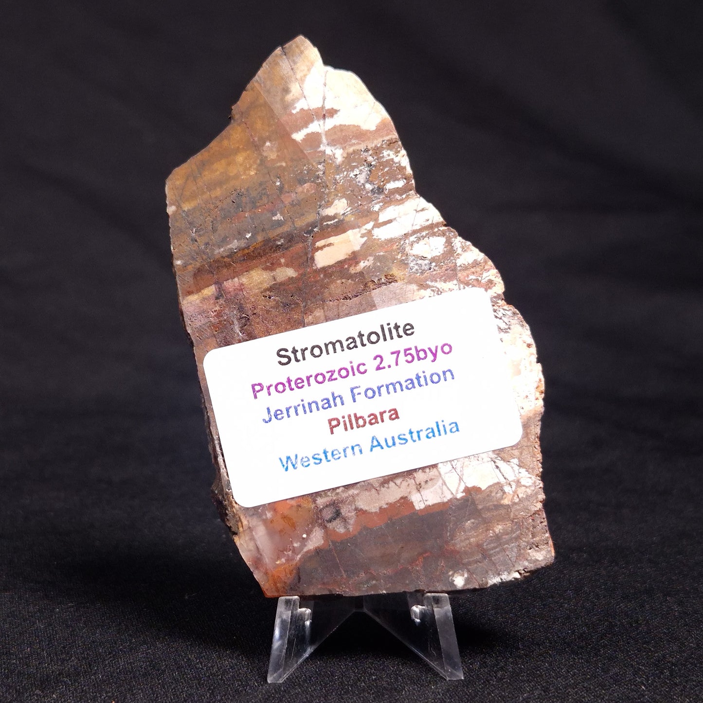 STROMATOLITE, Jerrinah Formation, Proterozoic, Australia ZJF046