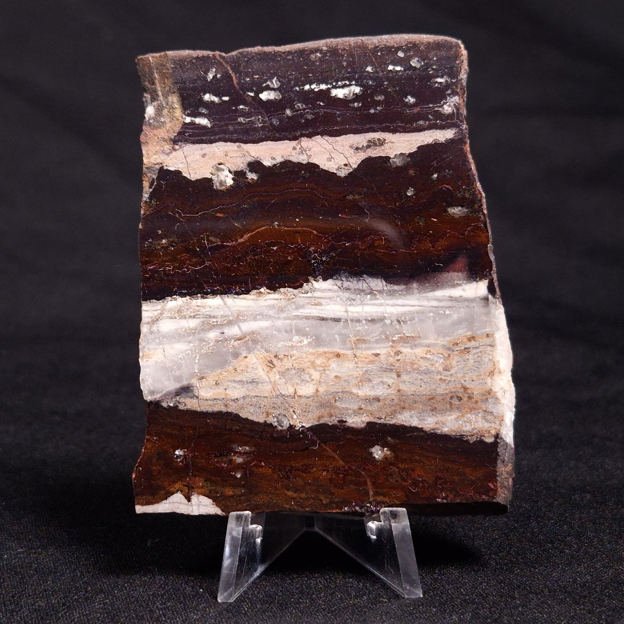 STROMATOLITE, Jerrinah Formation, Proterozoic, Australia ZJF047