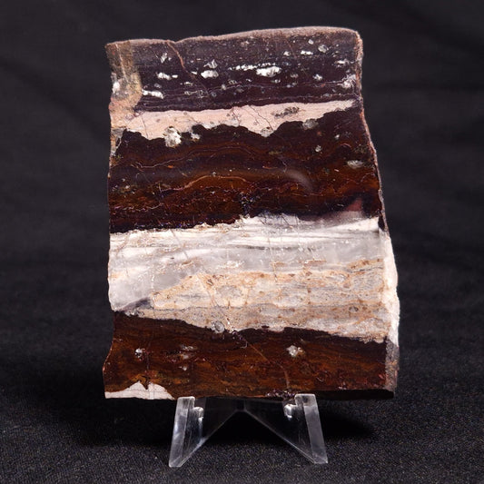 STROMATOLITE, Jerrinah Formation, Proterozoic, Australia ZJF047