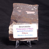 STROMATOLITE, Jerrinah Formation, Proterozoic, Australia ZJF047