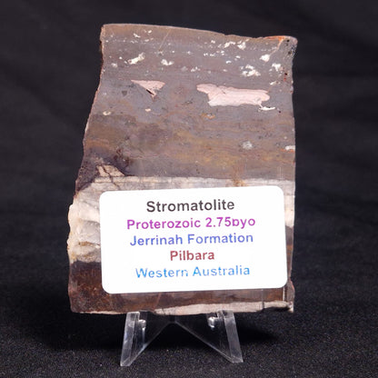 STROMATOLITE, Jerrinah Formation, Proterozoic, Australia ZJF047