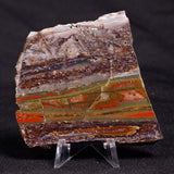 STROMATOLITE, Jerrinah Formation, Proterozoic, Australia ZJF048