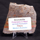 STROMATOLITE, Jerrinah Formation, Proterozoic, Australia ZJF048
