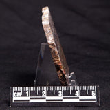 STROMATOLITE, Jerrinah Formation, Proterozoic, Australia ZJF048