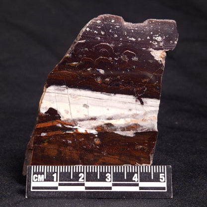 STROMATOLITE, Jerrinah Formation, Proterozoic, Australia ZJF049