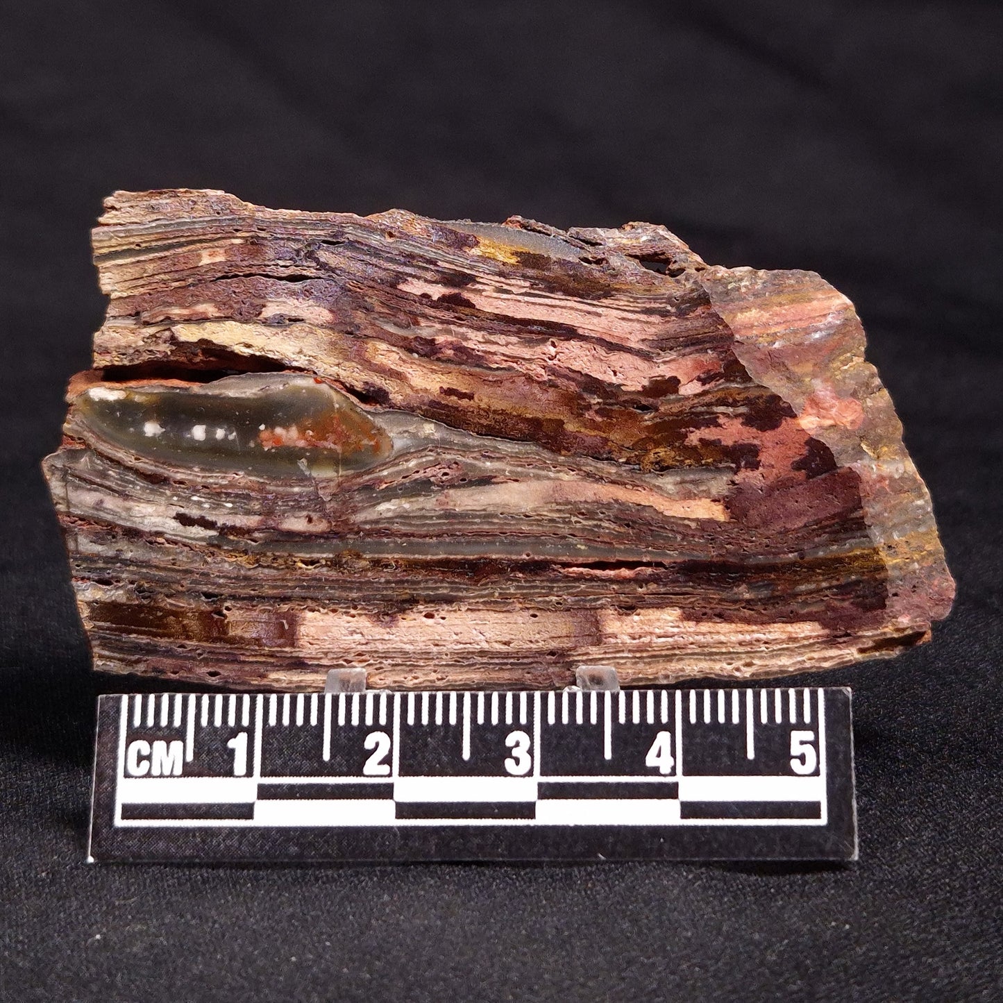 STROMATOLITE, Jerrinah Formation, Proterozoic, Australia ZJF050