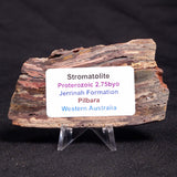 STROMATOLITE, Jerrinah Formation, Proterozoic, Australia ZJF050