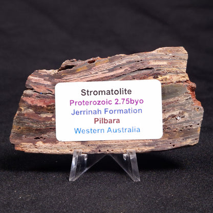 STROMATOLITE, Jerrinah Formation, Proterozoic, Australia ZJF050