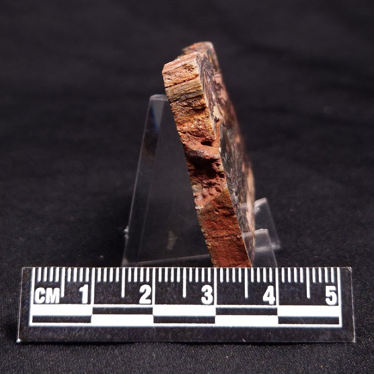 STROMATOLITE, Jerrinah Formation, Proterozoic, Australia ZJF050