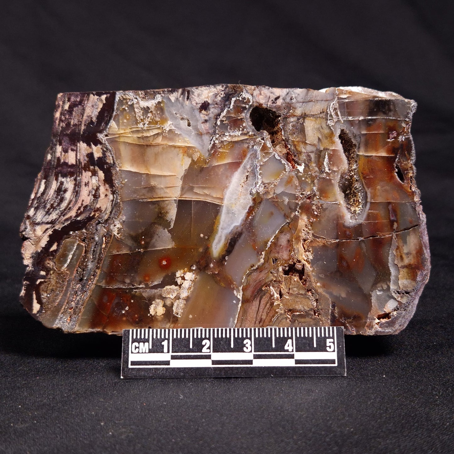 STROMATOLITE, Jerrinah Formation, Proterozoic, Australia ZJF051