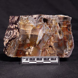 STROMATOLITE, Jerrinah Formation, Proterozoic, Australia ZJF051
