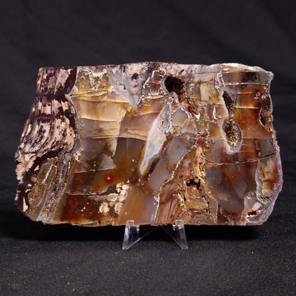 STROMATOLITE, Jerrinah Formation, Proterozoic, Australia ZJF051