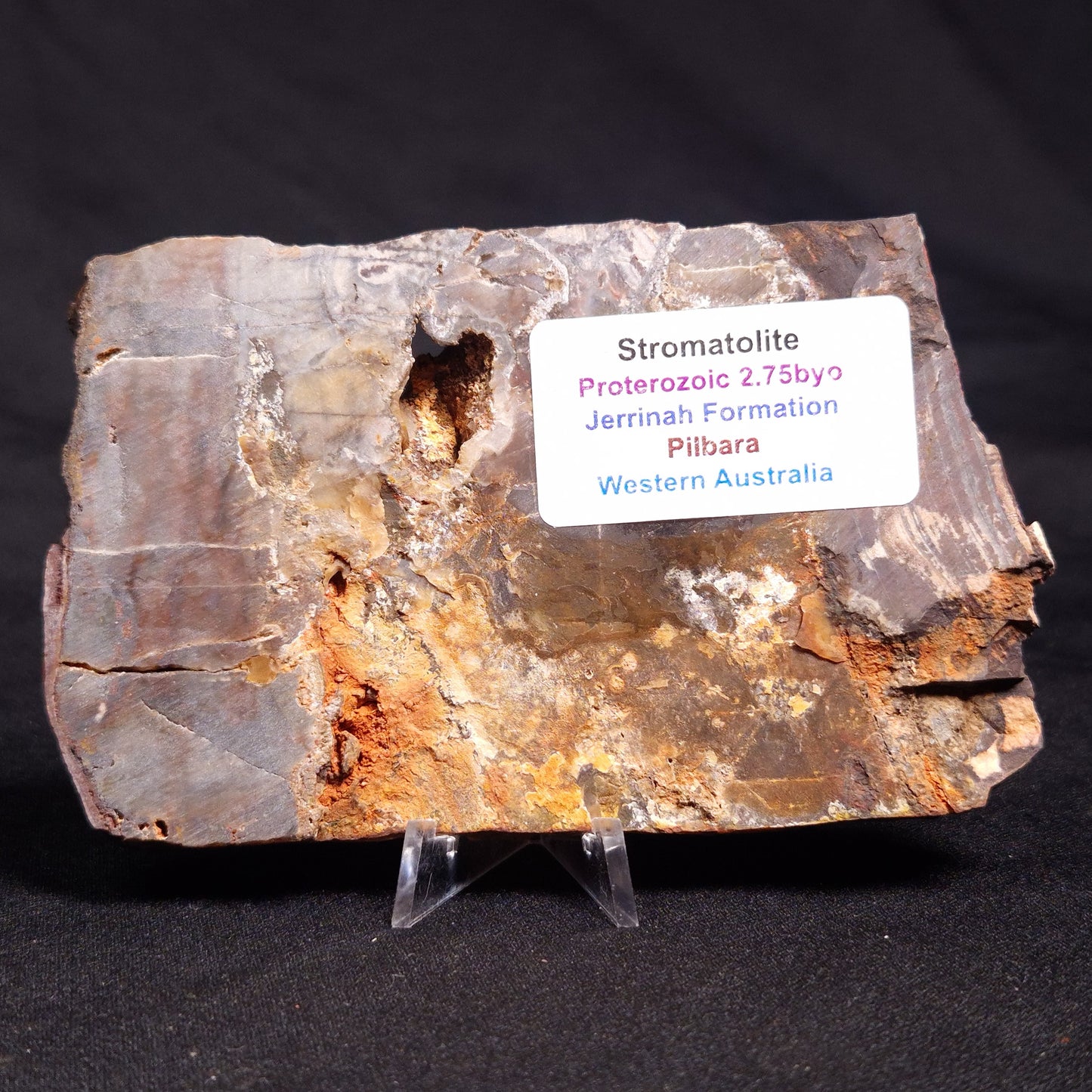 STROMATOLITE, Jerrinah Formation, Proterozoic, Australia ZJF051