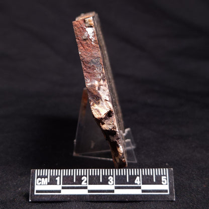 STROMATOLITE, Jerrinah Formation, Proterozoic, Australia ZJF051