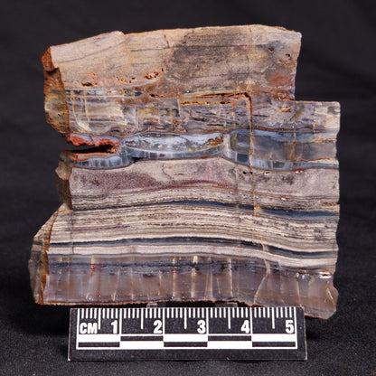 STROMATOLITE, Jerrinah Formation, Proterozoic, Australia ZJF052