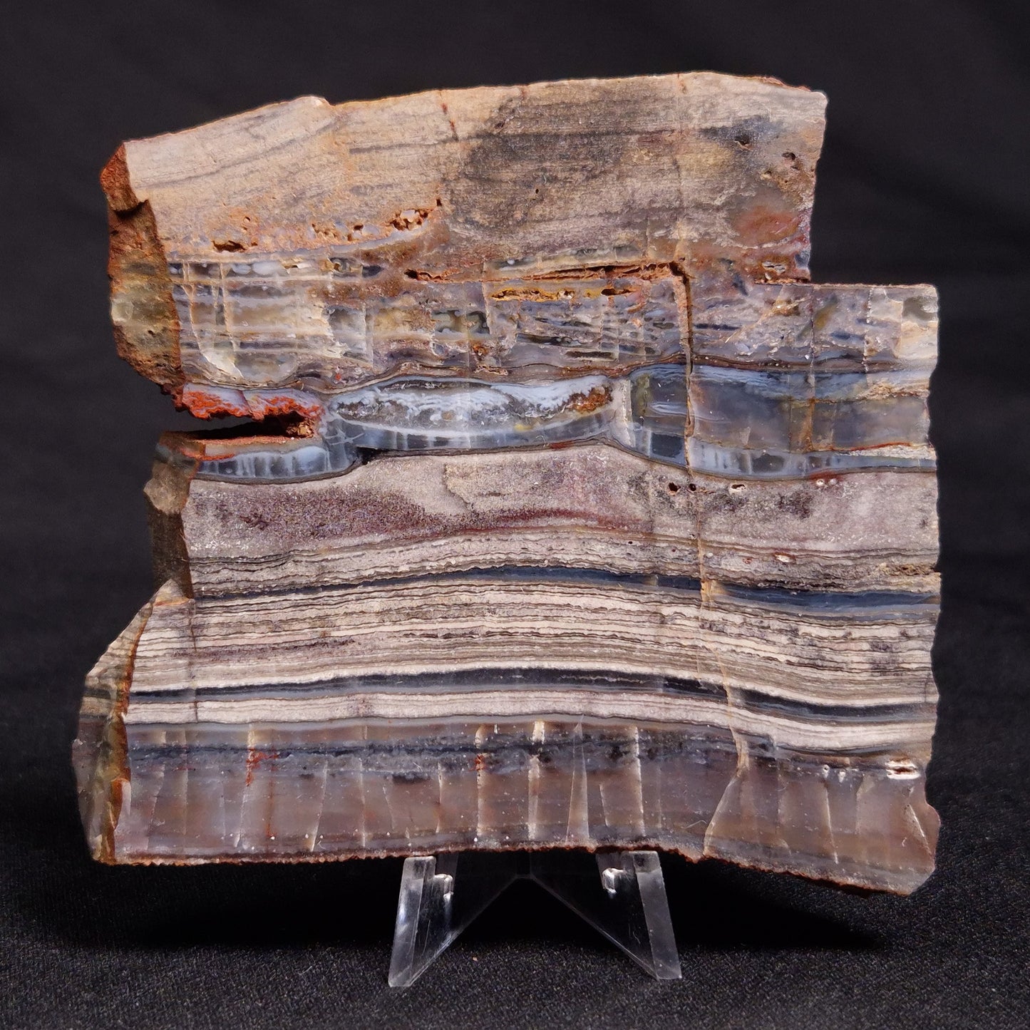 STROMATOLITE, Jerrinah Formation, Proterozoic, Australia ZJF052