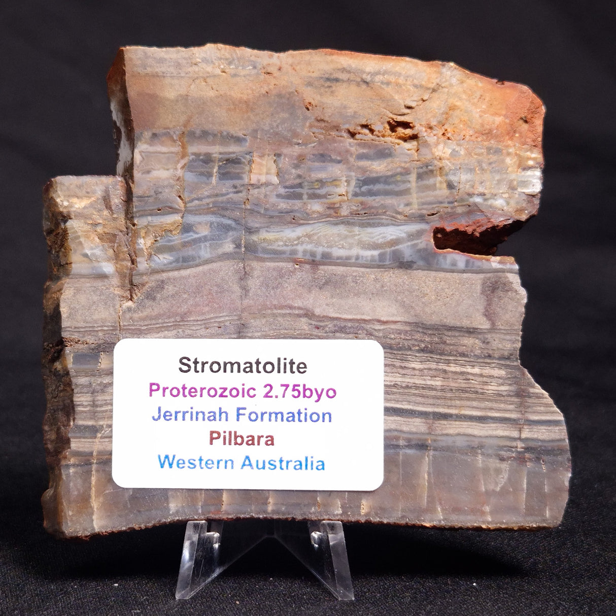 STROMATOLITE, Jerrinah Formation, Proterozoic, Australia ZJF052