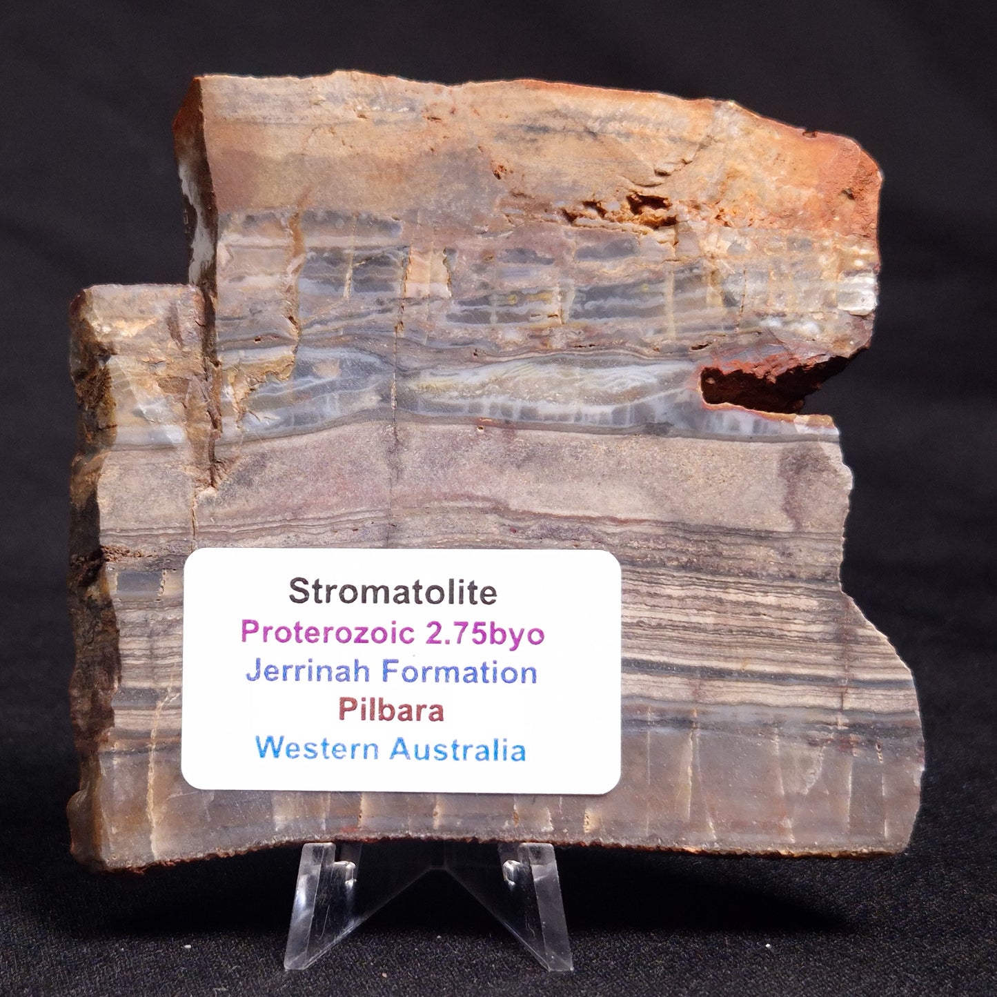 STROMATOLITE, Jerrinah Formation, Proterozoic, Australia ZJF052