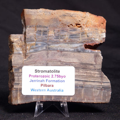 STROMATOLITE, Jerrinah Formation, Proterozoic, Australia ZJF052