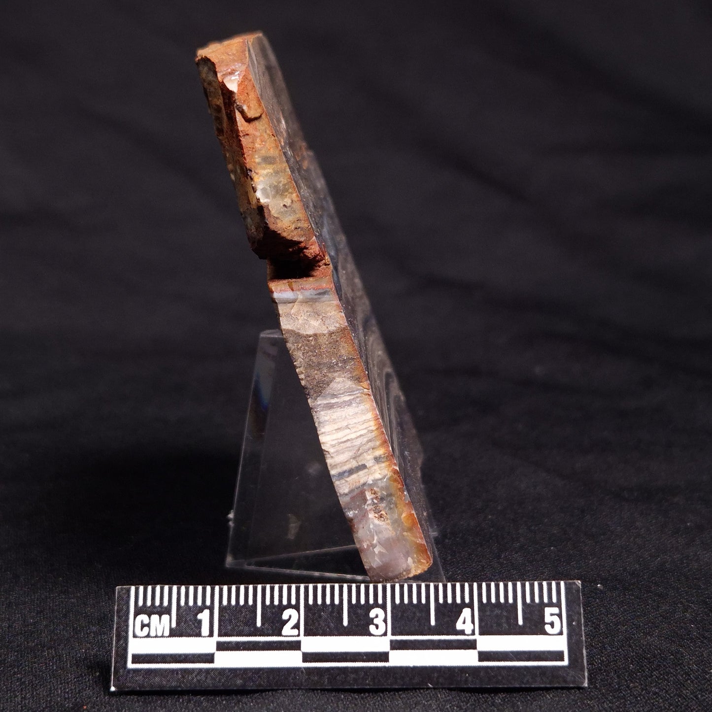 STROMATOLITE, Jerrinah Formation, Proterozoic, Australia ZJF052