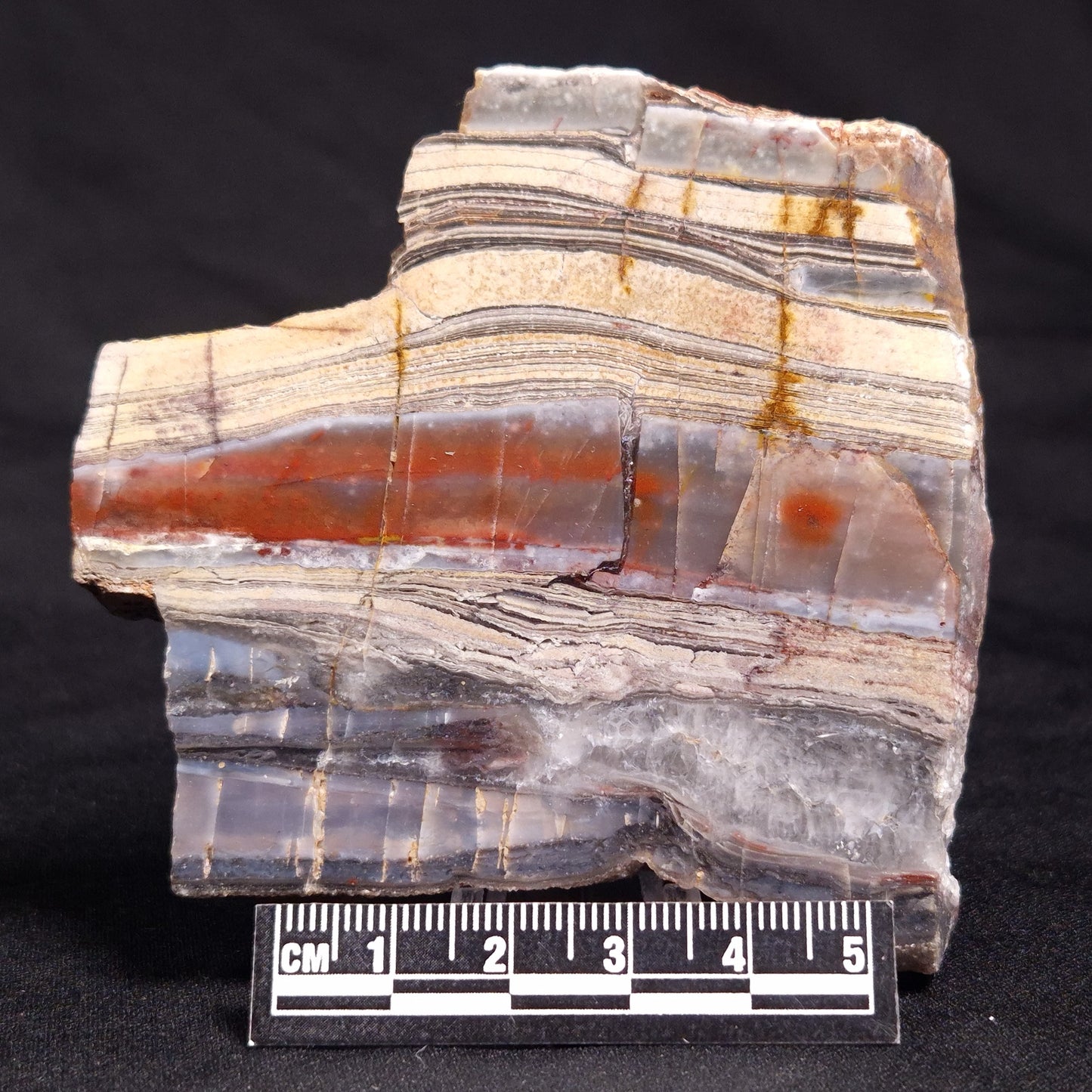 STROMATOLITE, Jerrinah Formation, Proterozoic, Australia ZJF053