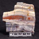 STROMATOLITE, Jerrinah Formation, Proterozoic, Australia ZJF053