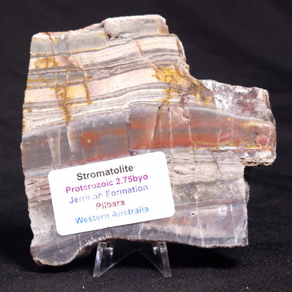 STROMATOLITE, Jerrinah Formation, Proterozoic, Australia ZJF053