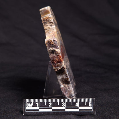 STROMATOLITE, Jerrinah Formation, Proterozoic, Australia ZJF053